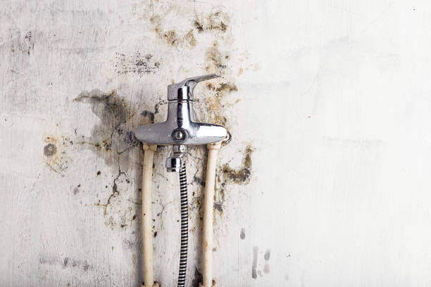 Best Insurance-Related Mold Remediation in Pine Brook, NJ