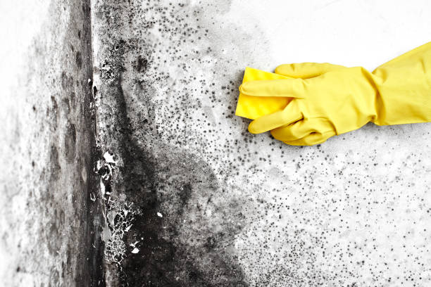 Trusted Pine Brook, NJ Mold Remediation Experts