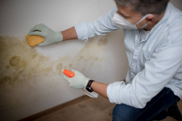 Best Basement Mold Remediation in Pine Brook, NJ