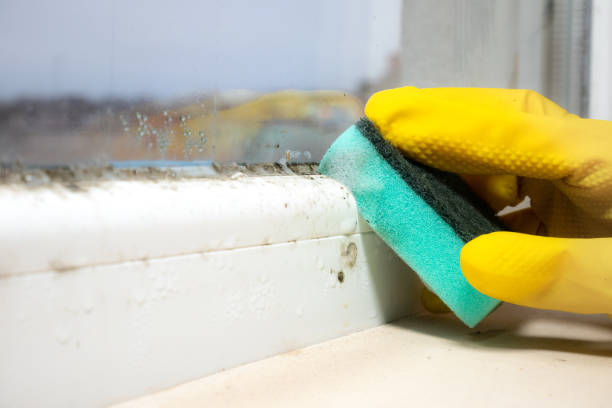Best Bathroom Mold Remediation in Pine Brook, NJ