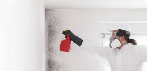 Best Residential Mold Remediation in Pine Brook, NJ