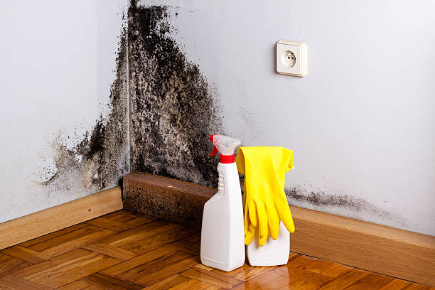 Pine Brook, NJ Mold Remediation Company